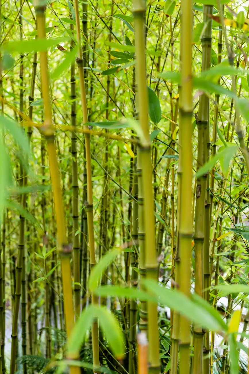 Bamboozled: The Truth About Having Bamboo In Your Yard